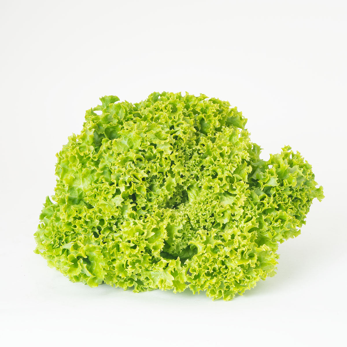 Pflücksalat grün