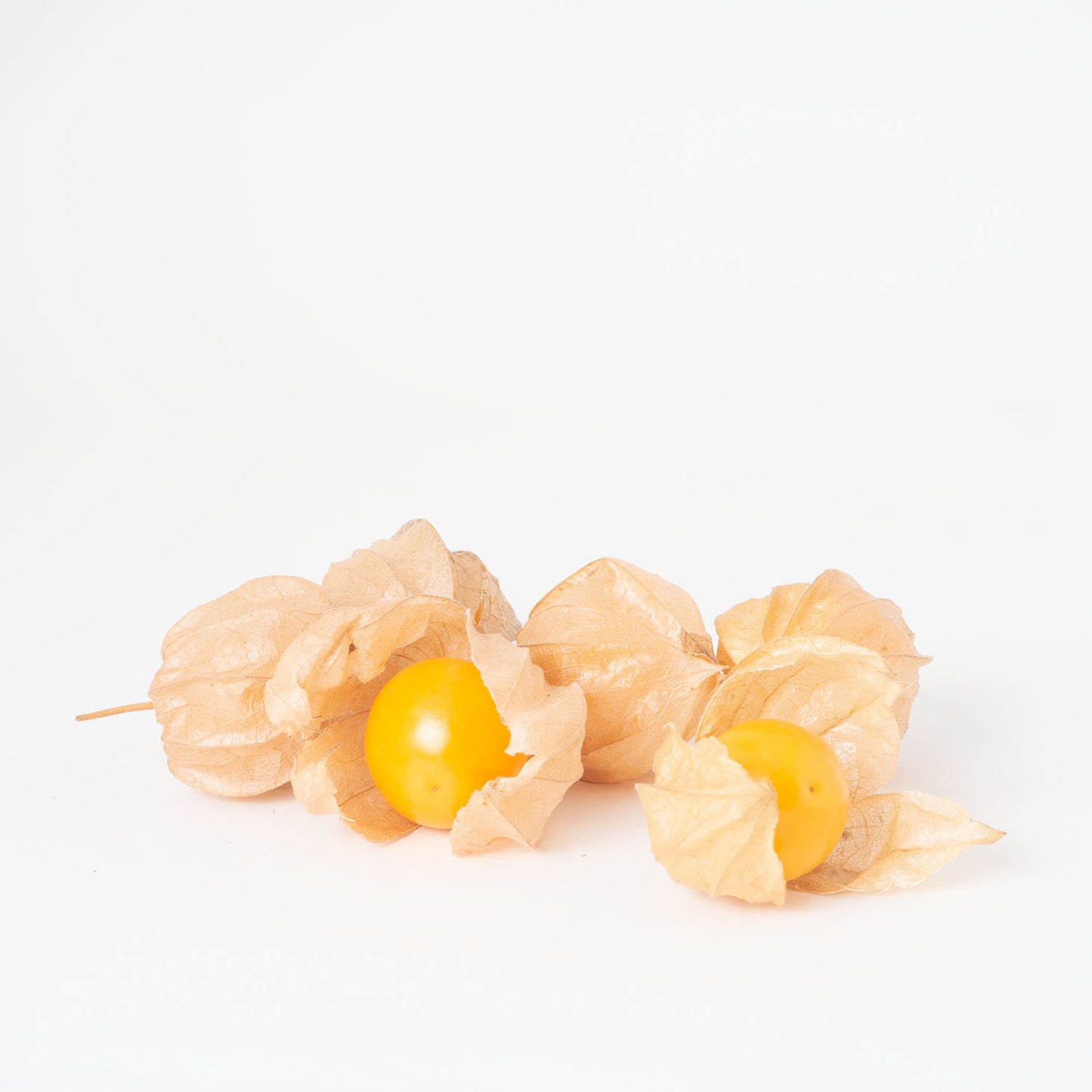 Physalis