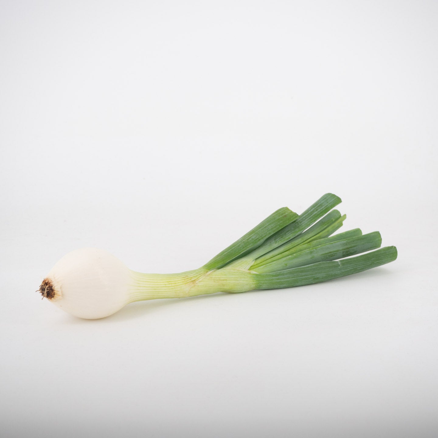 Gemüsezwiebel