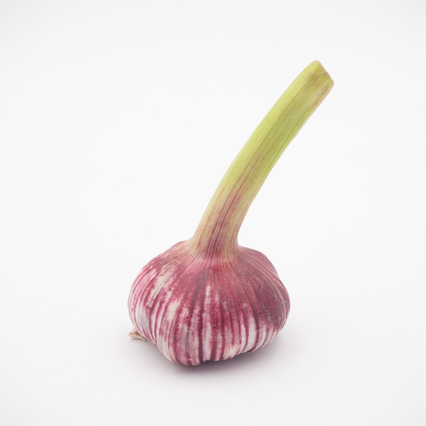 Jungknoblauch