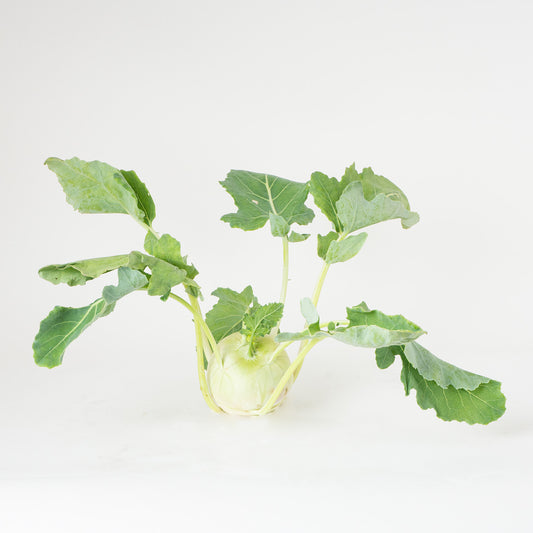 Kohlrabi