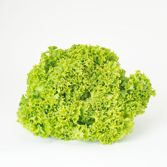 Pflücksalat grün