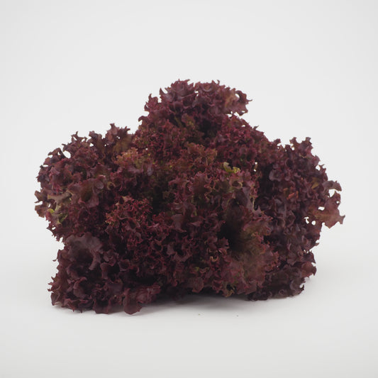 Pflücksalat rot