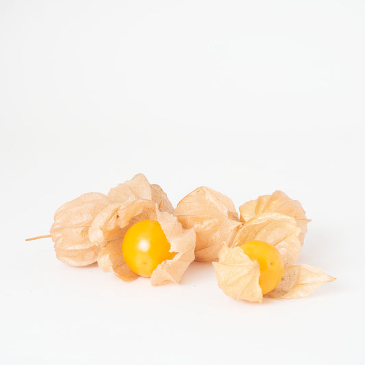 Physalis